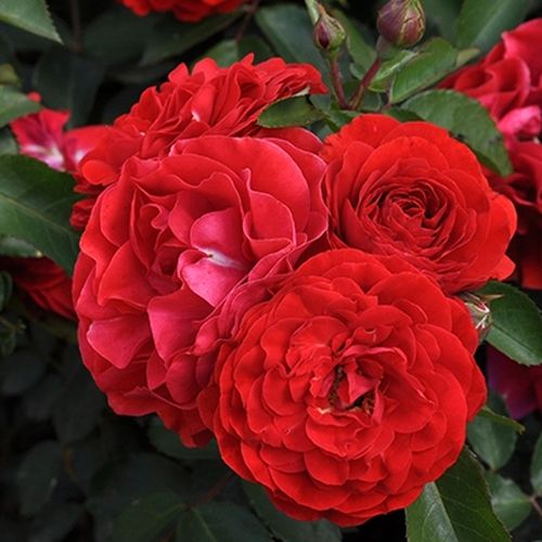 Shop - Rosa Tara™ - orange - polyantharosen - diskret duftend - PhenoGeno Roses - -